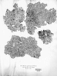Image of Sticta glomerulifera